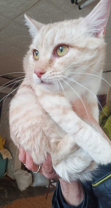 Молодий котик в добрі руки