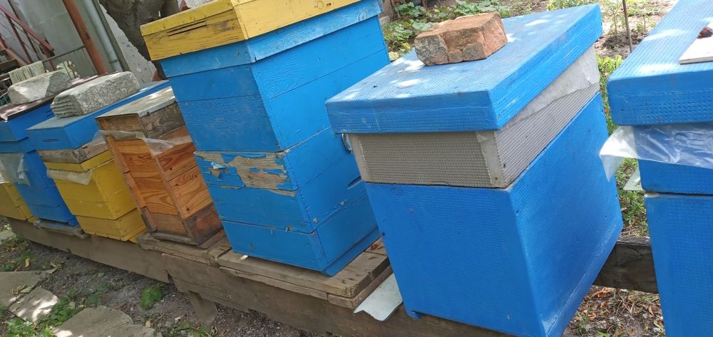 Пчёлосемьи, улики