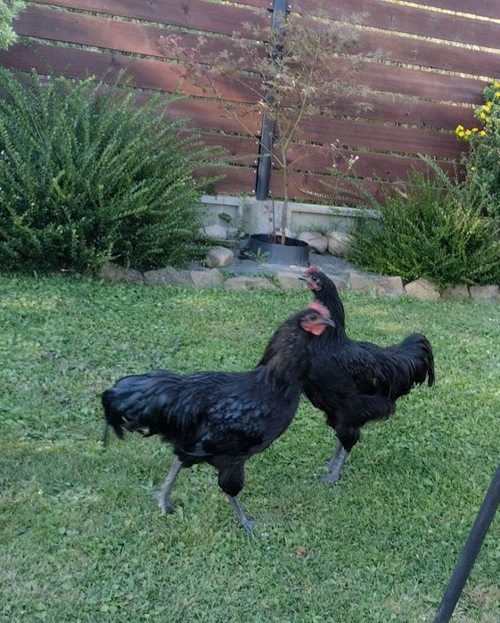 Koguty australorp australop
