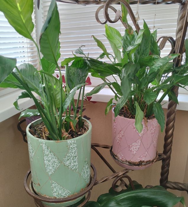 Продам домашние растения