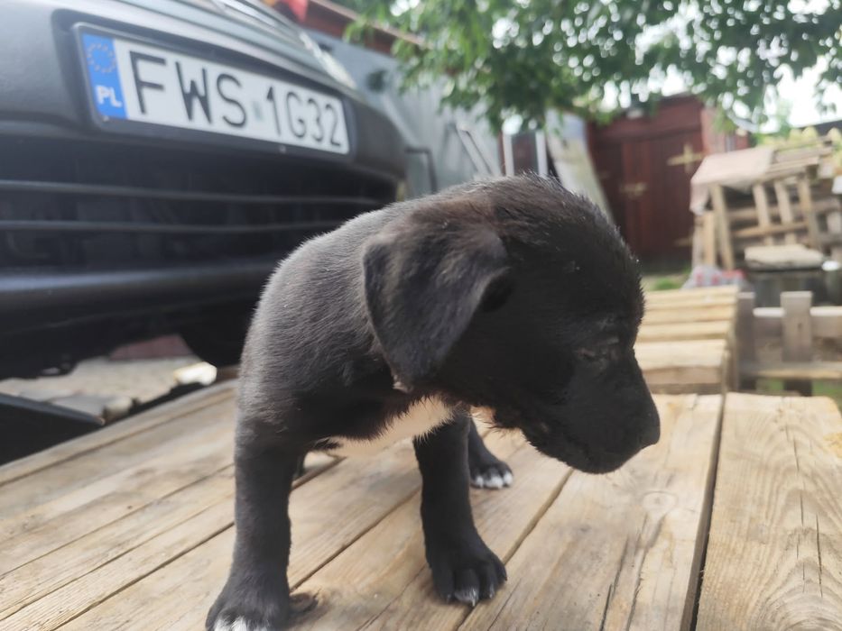 Szczeniaki amstaffa i Rottweilera
