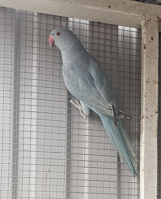 Ring neck azul canela portador cc.