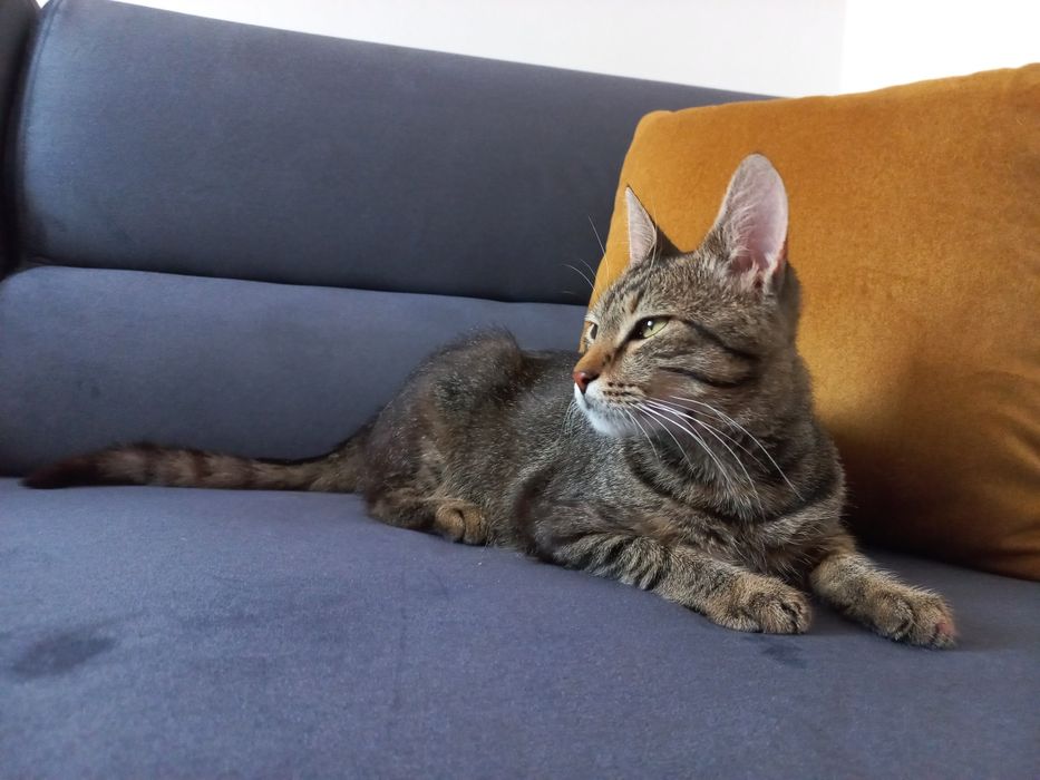 Kot do adopcji - Ptyś