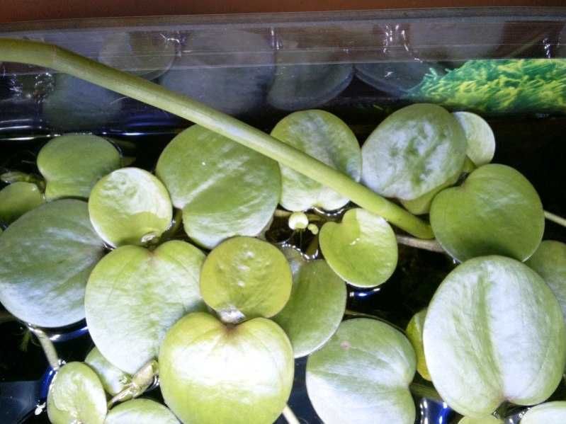 Limnobium gąbczaste do akwarium i oczka wodnego