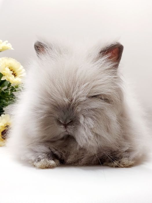 Karzełki Teddy puchate najmniejsze