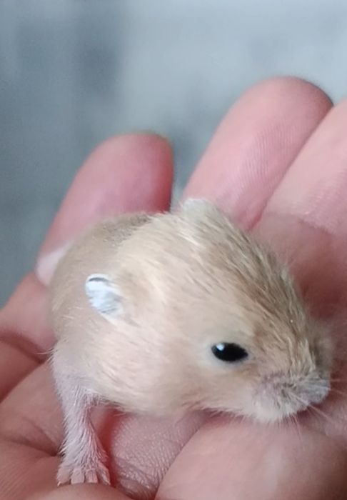 4 młode chomiczki dżungarskie