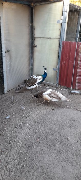 Vendo Casais de Pavões