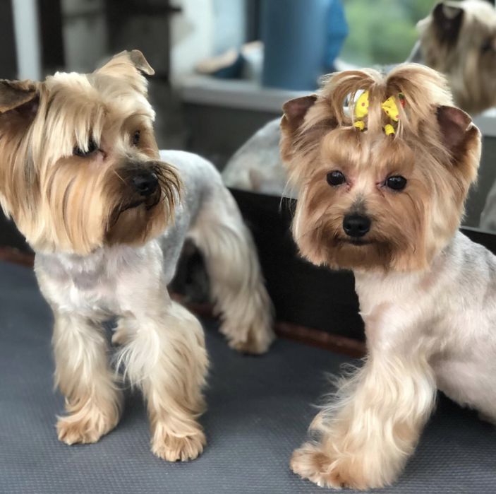 Продаю собачок