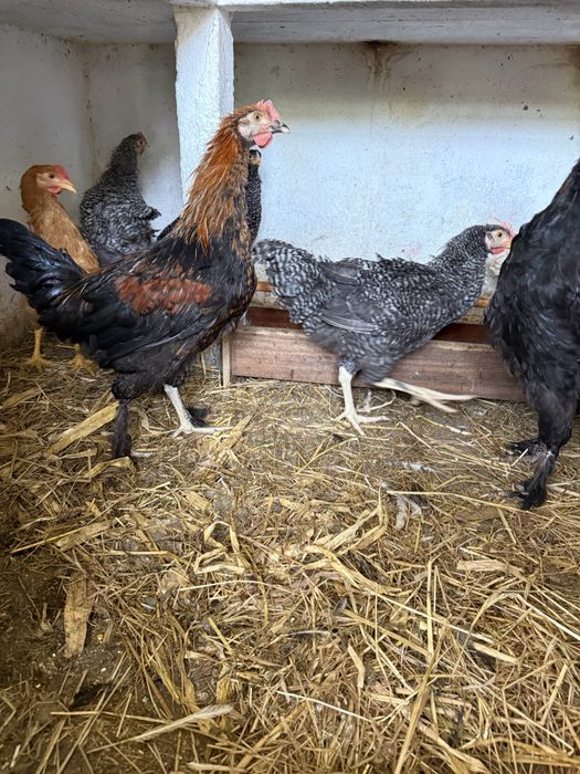 Galos Marans para troca