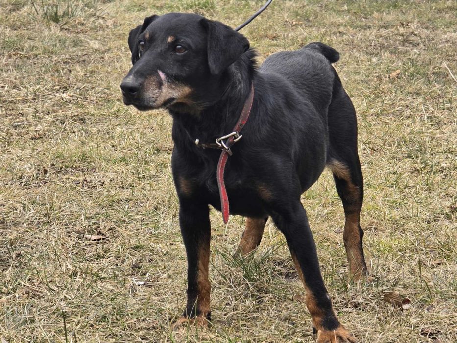 Airon - piesek w typie jagdteriera do adopcji