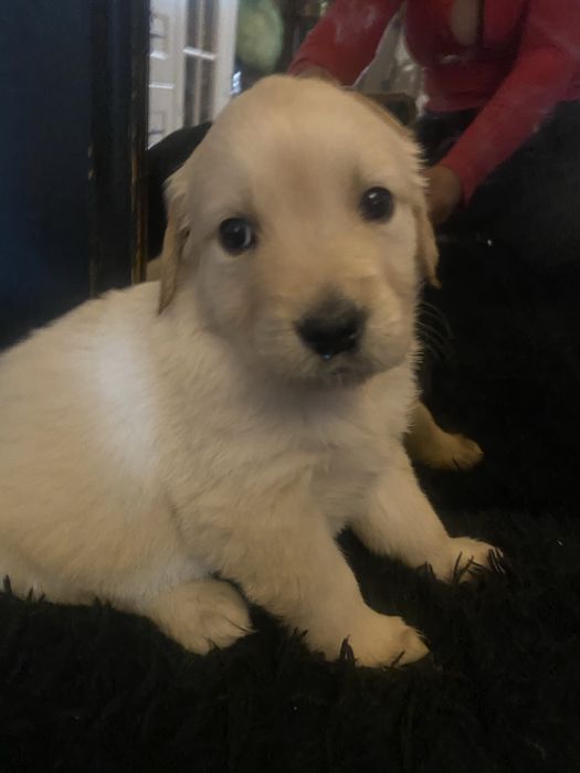 Golden Retriver szczeniaczek