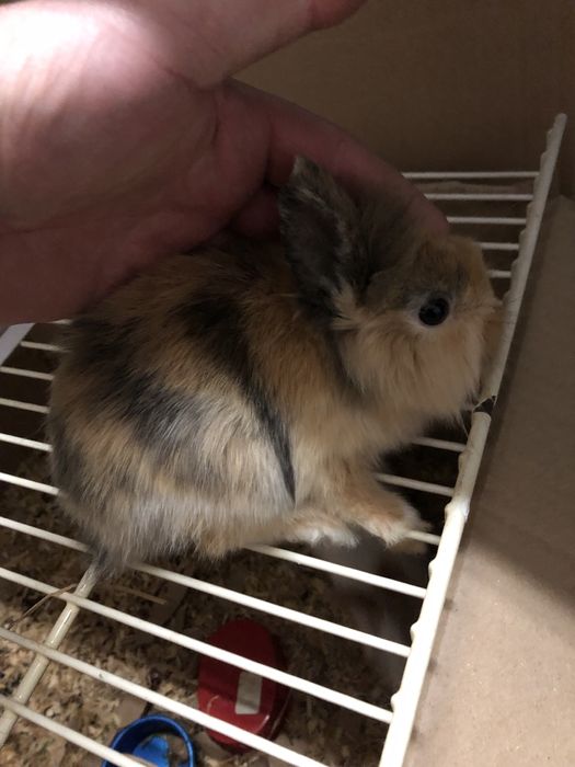 Krolik miniaturka malutki