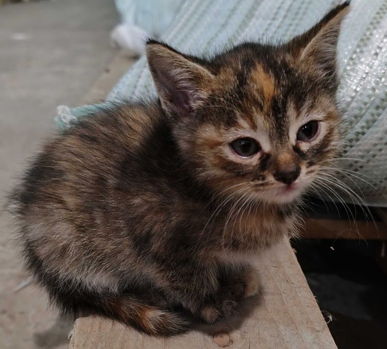 Роздаються кошенята!