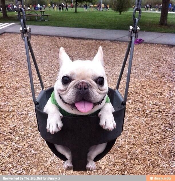 Перетримка собак