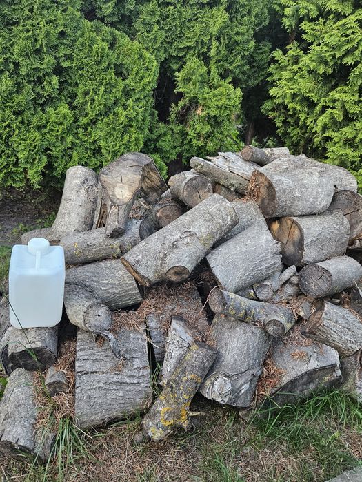 Drewno kłody//klocki orzech włoski