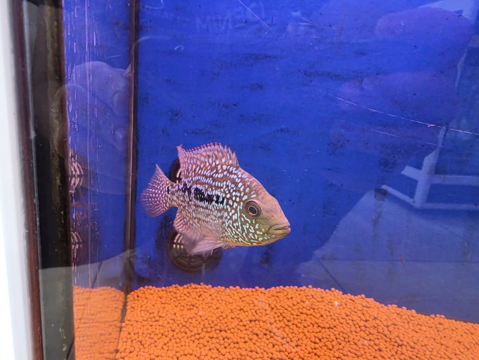 Herichthys Cyanoguttatus