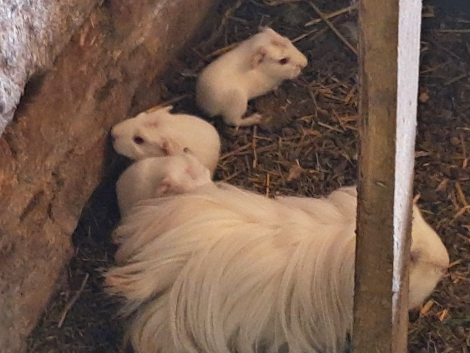 Swinki morskie kawia samiczki