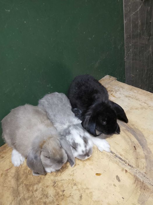 Króliki Baran Francuski samice i samce