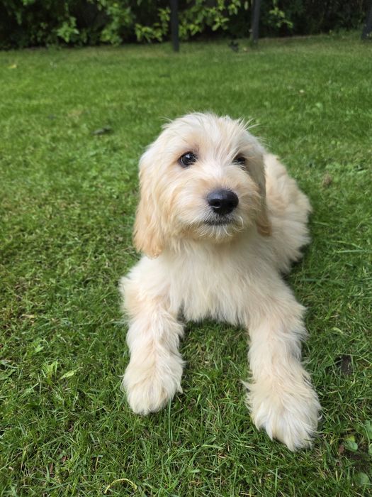 Goldendoodle mini suczka