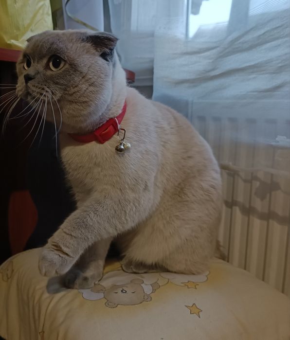 Шотландський весловухий. В'язка