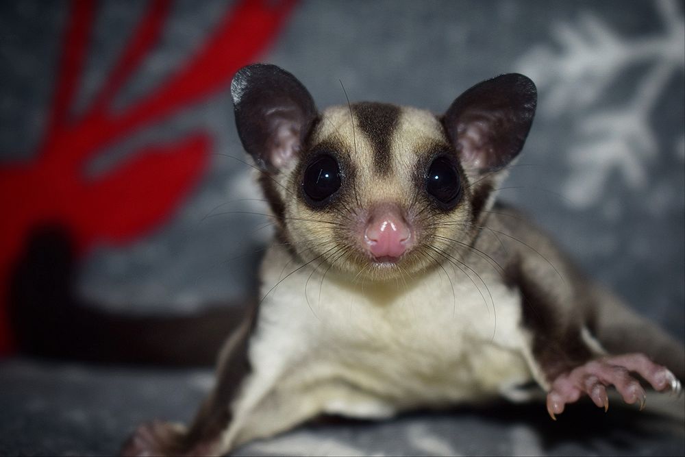 Lotopałank, lotopałanki, sugar glider SAMICZKA