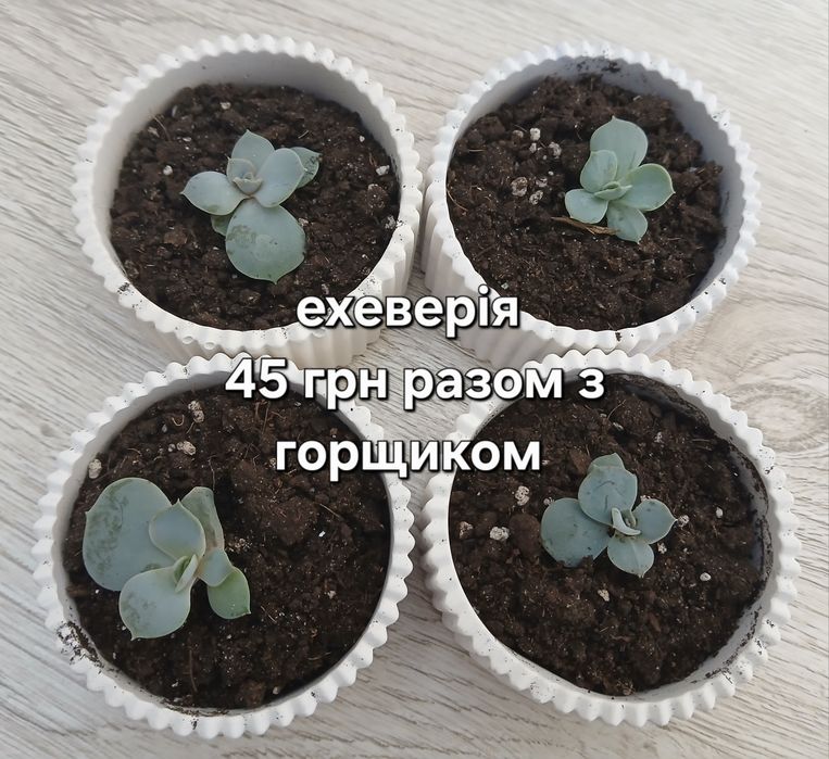 Літопси, сукуленти
