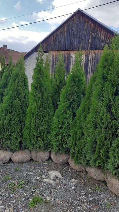 Tuje Szmaragd 160-180cm