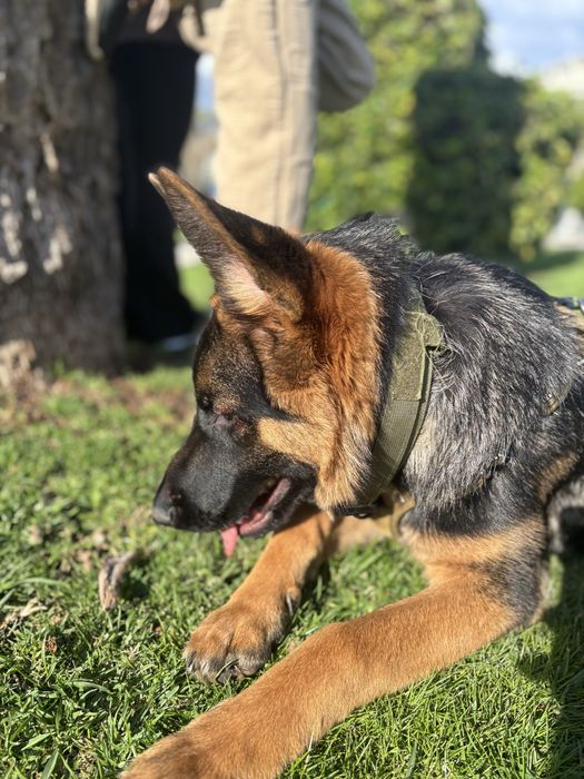 Pasto alemao, 10 meses