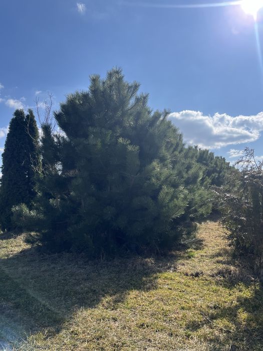 Sosna czarna, katalpa, platan