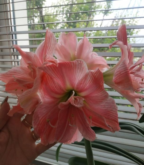 Махровий Гіпеаструм! Колекція рідкісних сортів!