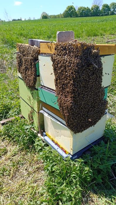 Propolis ekstrakt 20% pojemność 100ml