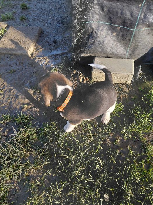 Śliczny szczeniak rasy beagle promocja świąteczna