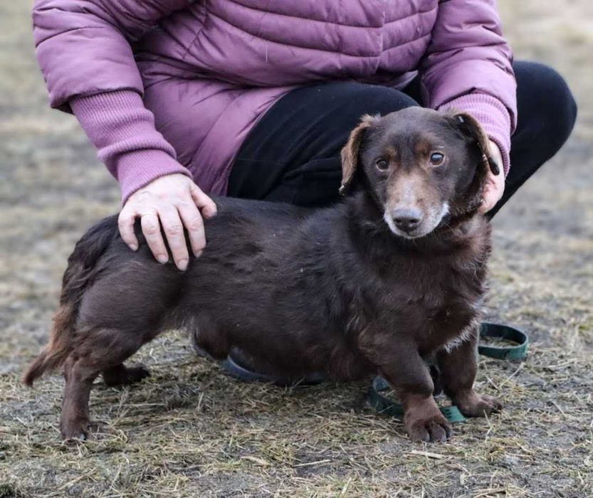 kochany Pimpuś czeka na dom