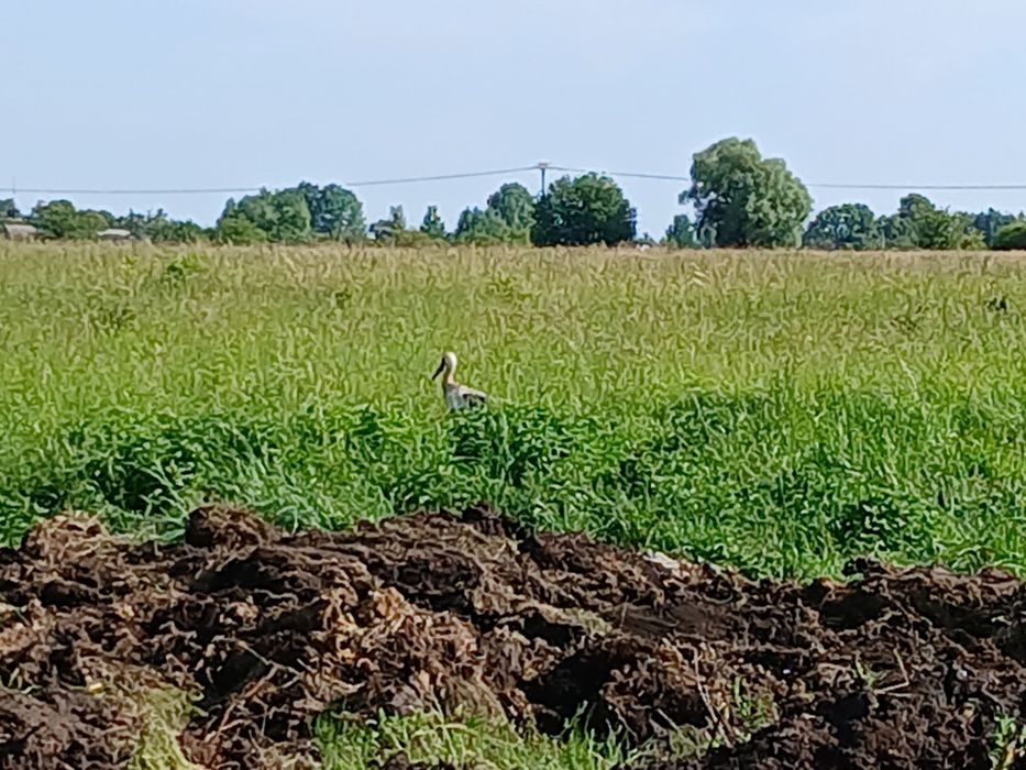 Oddam ziemię w dobre ręce e