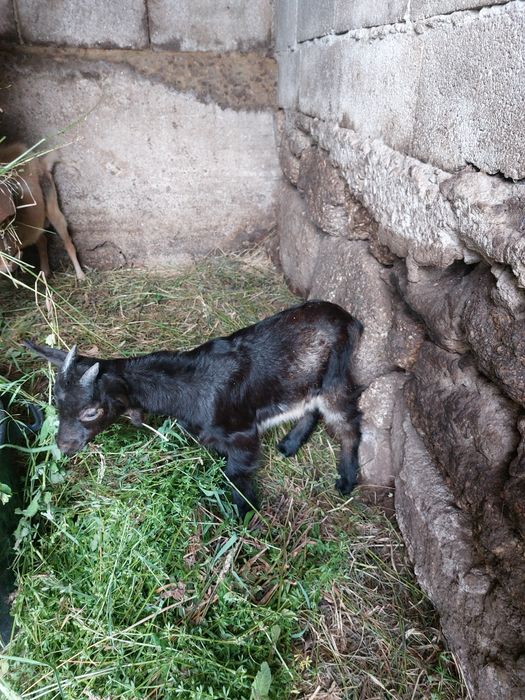 Vende se cabrito