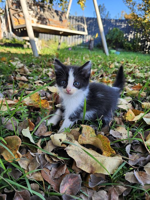 Котята в хорошие руки Харьков