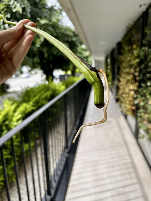 Corte de Monstera Variegata