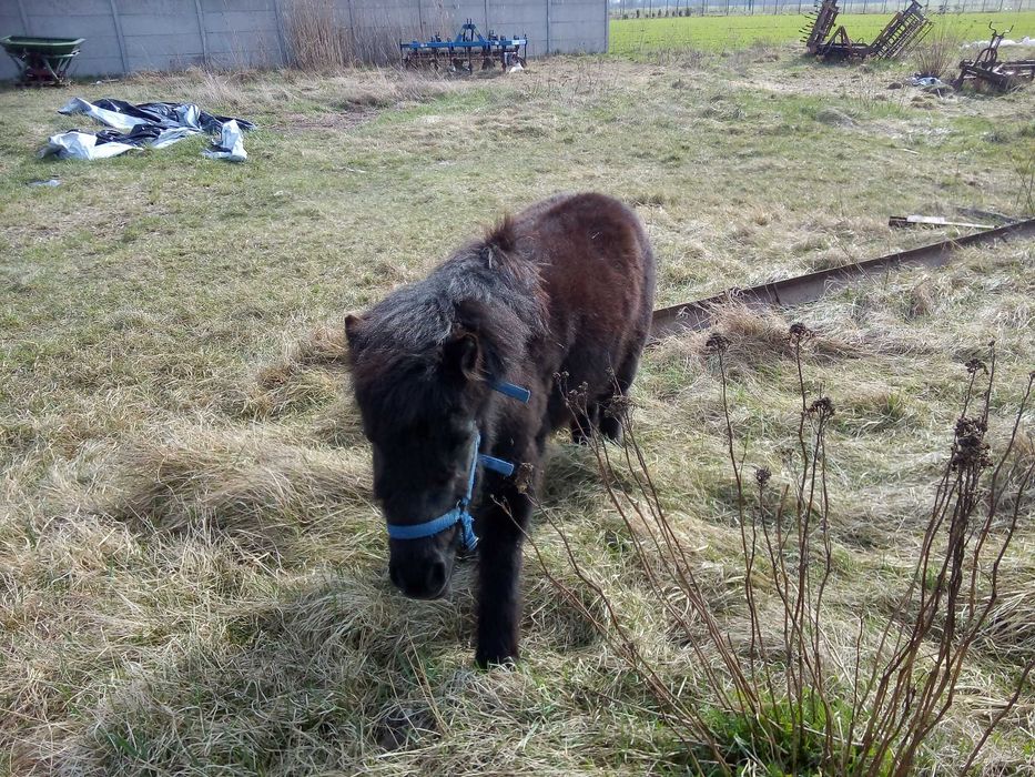 Kucyk kary klacz kuc Konik