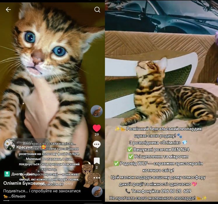 Родовід — гарантія породистості,виразні розетки на золотому фоні.