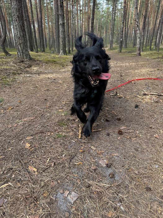 Młody, przyjazny pies szuka opiekuna