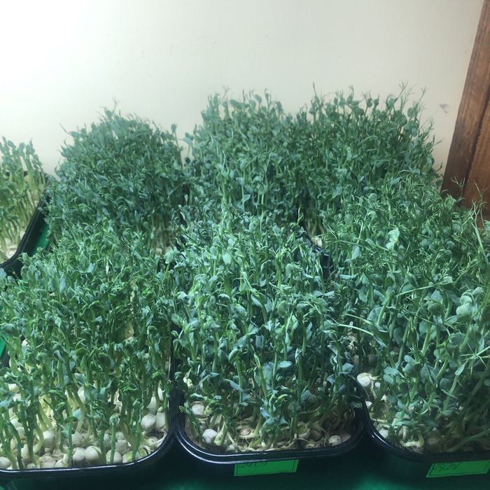 Мікрозелень-свіжий базилік