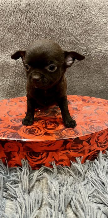 Супер шоколадный чихуа,хлопчик мини чихуахуа