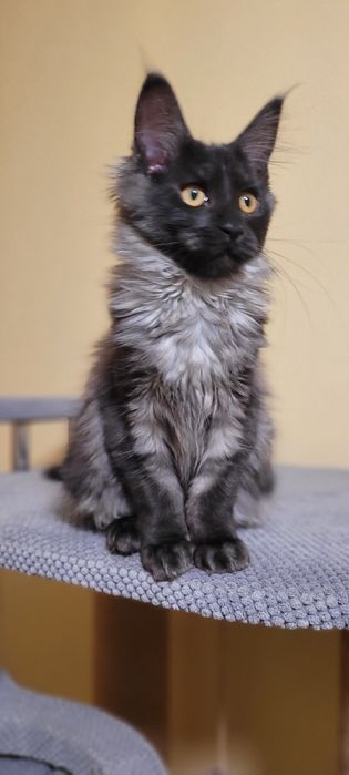 В продажі клубні кошенята 
 Мейн-кун
 Black smoke
 З документами.