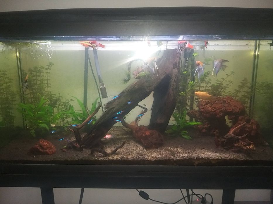 Aquario completo 200L ( com movel e acessorios)