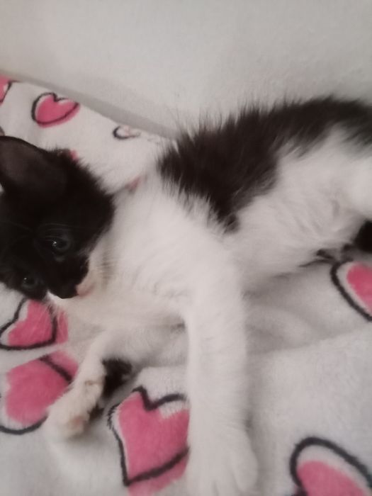 Gatinhos bebés para adoção responsável  e carinho