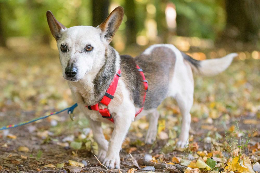 Malutka śliczna łaciata sunia Lipia szuka miłości na całe życie