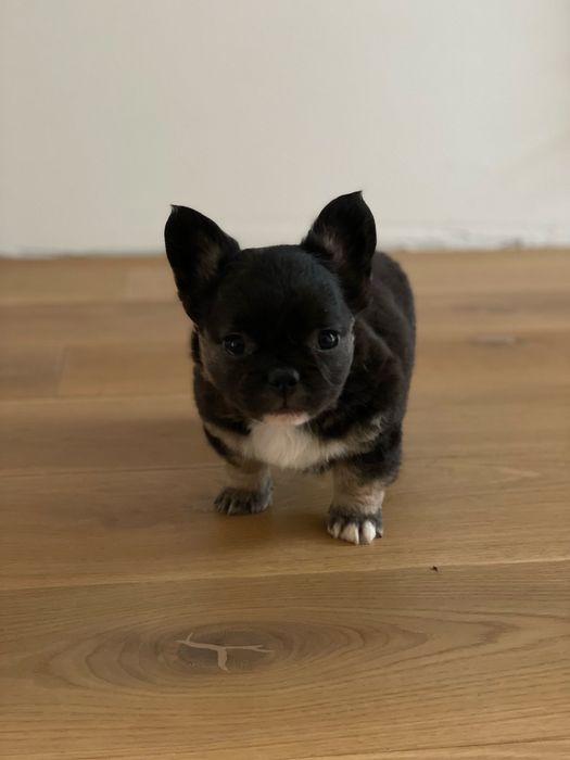 Французький бульдог флаффі