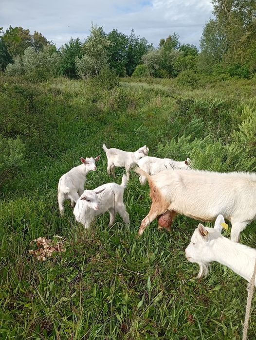 Cabras e cabritos  para venda