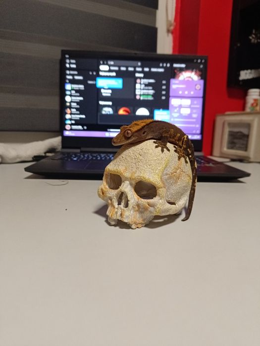 Terarium razem z gekonem orzesionym