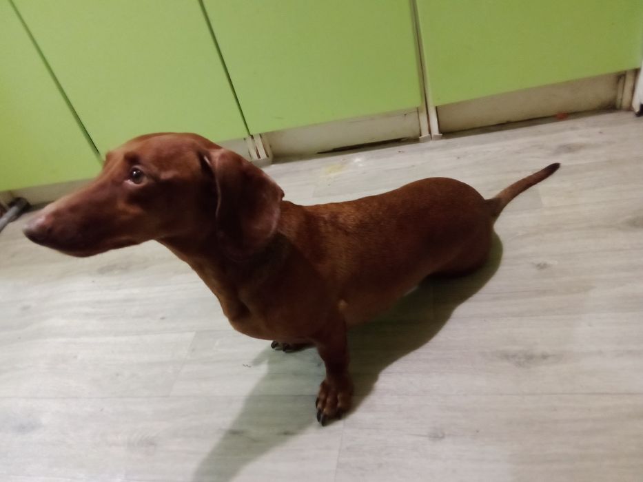 Ищет дом собака такса